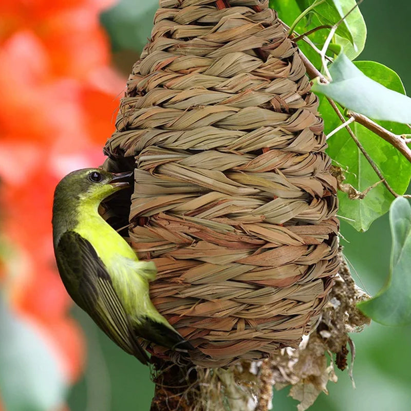 Hummingbird Nest House