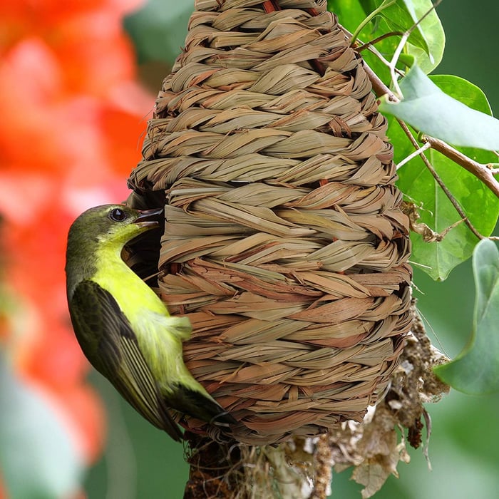 Hummingbird Nest House